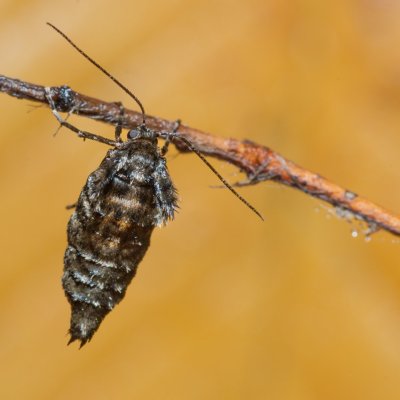 Agriopis aurantiaria (tmavoskvrnáč zlatavý), Žebětín