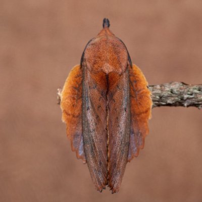Gastropacha quercifolia (bourovec ovocný), SK, Štôla