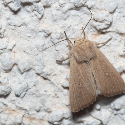 Mythimna sicula (plavokřídlec západní), HR, Jablanac