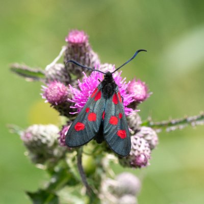 vřetenuška, SK, Štôla