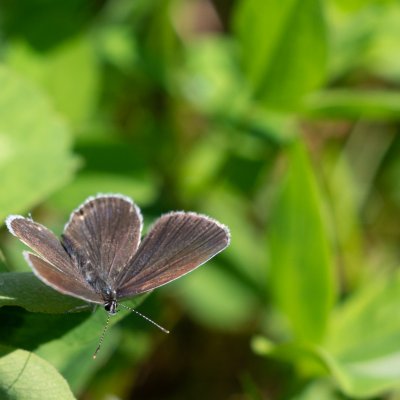 Cupido argiades (modrásek štírovníkový), Daremní