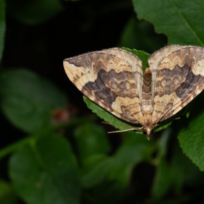 Eulithis populata (píďalka osiková), NPR Radostínské rašeliniště