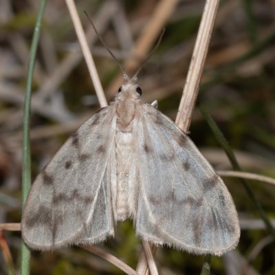 Nudaria mundana (lišejníkovec průsvitný), Hády - lesní lom