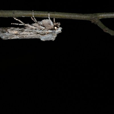 Lithophane ornitopus (dřevobarvec lesní), Žebětín