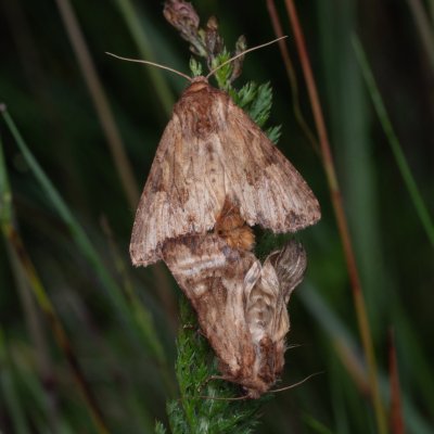 Apamea crenata (šedavka lemovaná), PP Prameniště Pohořského potoka