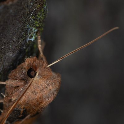 Conistra vaccinii (zimovnice brusnicová), Žebětín