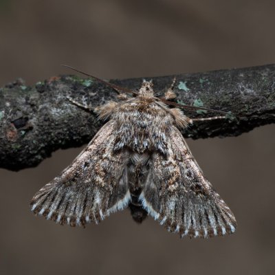 Omphalophana antirrhinii (jasnobarvec hledíkový), NPP Pouzdřanská step - Kolby