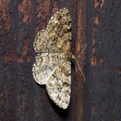 Deileptenia ribeata (různorožec jedlový), SK, Štôla