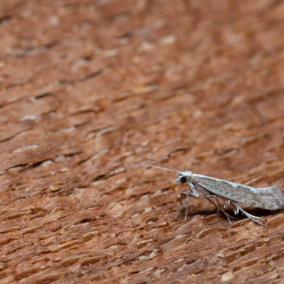 Plutella xylostella (zápředníček polní), Kývalka