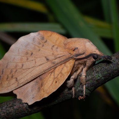 Gastropacha populifolia (bourovec osikový), Hrabětice