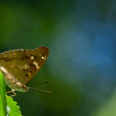 Apatura ilia (batolec červený), Augšperský potok