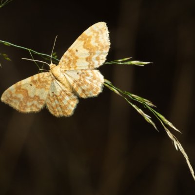 Hydrelia flammeolaria (píďalka ohnivá), Žebětín
