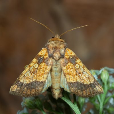Gortyna flavago (šedavka diviznová), Kývalka
