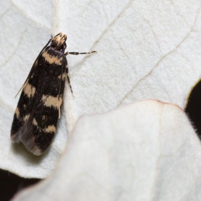 Oegoconia uralskella (drsnohřbetka žlutoskvrnná), Hády