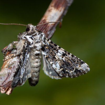 Hadena confusa (můra malá), PR Kamenný vrch