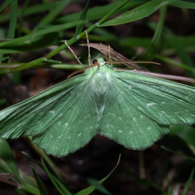 Geometra papilionaria (zelenopláštník březový), Devět křížů