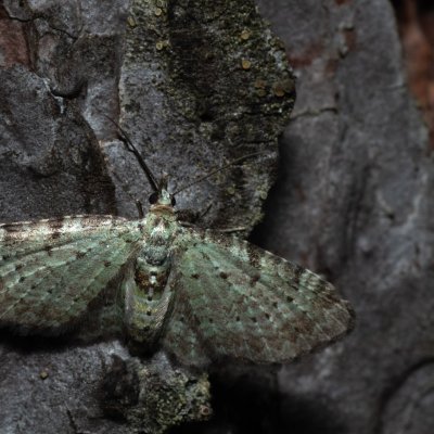 Pasiphila debiliata (píďalička borůvková), NPR Radostínské rašeliniště