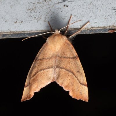 Colotois pennaria (zejkovec pozdní), Helenčina studánka