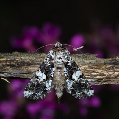 Hadena confusa (můra malá), Urbanův kopec, Ostopovice