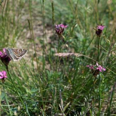 Pyrgus carthami (soumračník proskurníkový), NPR Mohelenská hadcová step