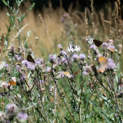 spousta motýlů, Žebětín