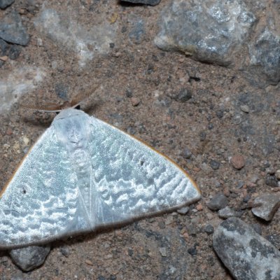 Arctornis poecilonipha (-), TH, Khao Sok