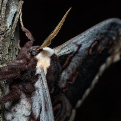 Saturnia pyri (martináč hrušňový), Augšperský potok