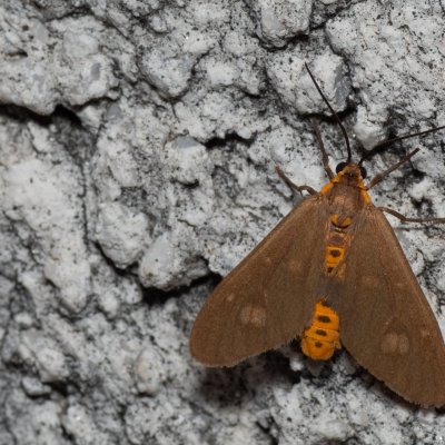 Dysauxes famula (běloskvrnáč jižní), HR, Jablanac