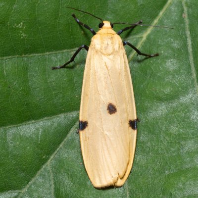 Lithosia quadra (lišejníkovec čtveroskvrnný), Kamenný vrch