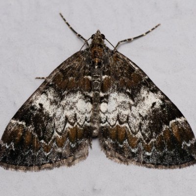 Dysstroma truncata (píďalka borůvková), Daremní