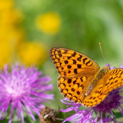 Argynnis adippe (perleťovec prostřední), Podkomorské lesy