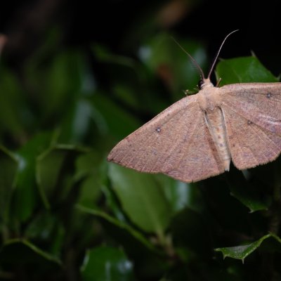 Cyclophora puppillaria (očkovec očkovaný), GR, Sokraki, Korfu