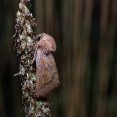 Episema tersa (jasnobarvec východní), NPP Na Adamcích