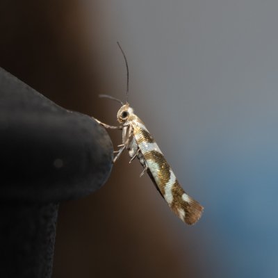 Argyresthia goedartella (molovka olšová), Říčky