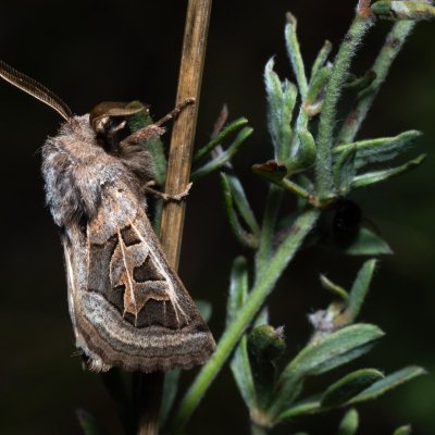 Episema glaucina (jasnobarvec západní), PP Milovická stráň