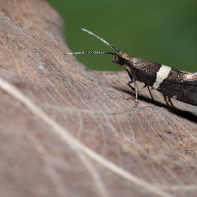 Eidophasia messingiella (zápředníček luční), Kývalka