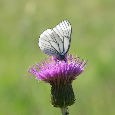 Aporia crataegi (bělásek ovocný), PP Pohoří na Šumavě
