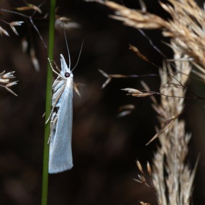 Crambus perlellus (travařík perleťový), Devět křížů
