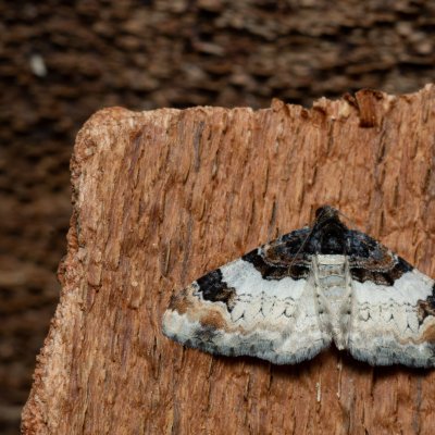 Catarhoe cuculata (píďalka hnědoskvrnná), PP Černice