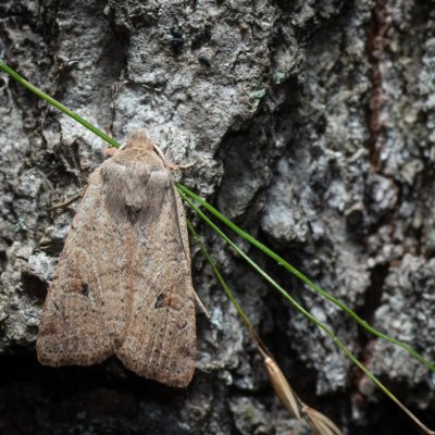 Agrochola laevis (polnice šťovíková), Žebětín