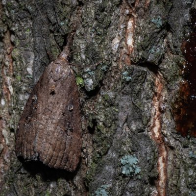 Hypena rostralis (zobonosec chmelový), PR Kamenný vrch