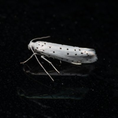 Yponomeuta sp., Hády - Ruženin lom