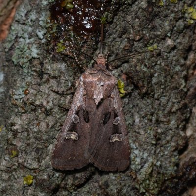 Euxoa obelisca (osenice stepní), Hrušovany u Brna