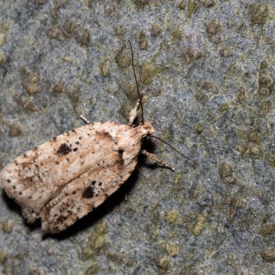 Agonopterix arenella (plochuška lopuchová), Augšperský potok