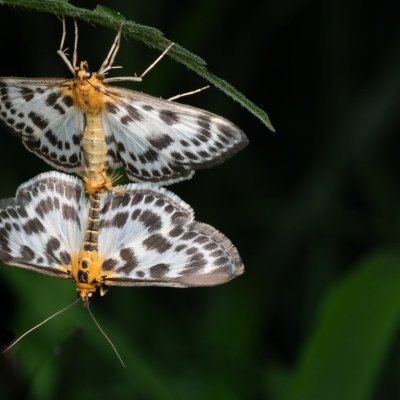 Anania hortulata (zavíječ zahradní), PP Prameniště Pohořského potoka