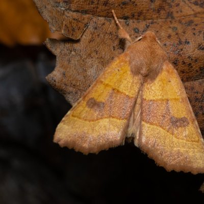 Atethmia centrago (zlatokřídlec jasanový), Hornek