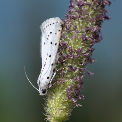 Myelois circumvoluta (zavíječ tečkovaný), SK, Štôla