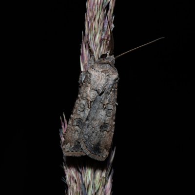 Agrotis segetum (osenice polní), Říčky