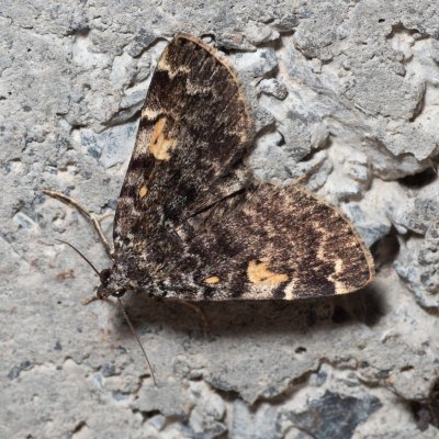 Idia calvaria (můřička žlutoskvrnná), HR, Krasno