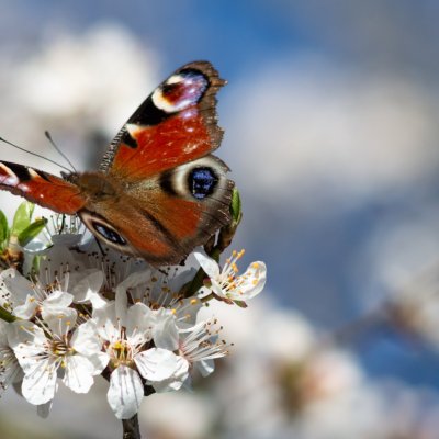 Aglais io (babočka paví oko), Podkomorské lesy